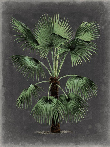 Dramatic Palm II White Modern Wood Framed Art Print with Double Matting by Vision Studio