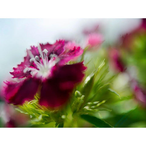 Glorious in Red I Gold Ornate Wood Framed Art Print with Double Matting by Hunt, Gillian