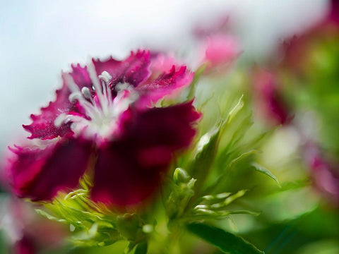 Glorious in Red I White Modern Wood Framed Art Print with Double Matting by Hunt, Gillian