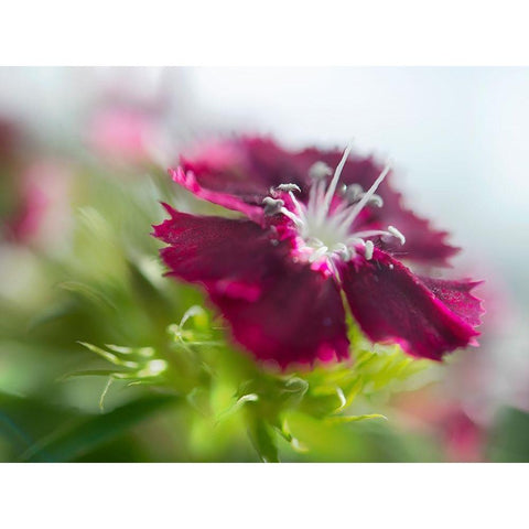 Glorious in Red II Gold Ornate Wood Framed Art Print with Double Matting by Hunt, Gillian