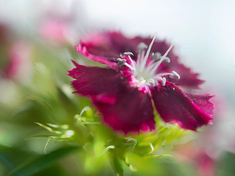 Glorious in Red II White Modern Wood Framed Art Print with Double Matting by Hunt, Gillian