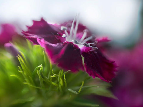 Glorious in Red III White Modern Wood Framed Art Print with Double Matting by Hunt, Gillian