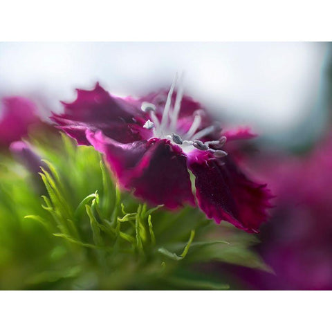 Glorious in Red III White Modern Wood Framed Art Print by Hunt, Gillian