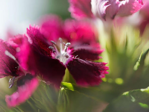 Glorious in Red IV Black Ornate Wood Framed Art Print with Double Matting by Hunt, Gillian