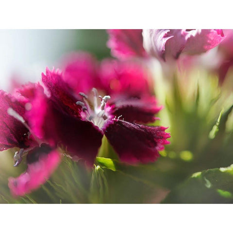 Glorious in Red IV Black Modern Wood Framed Art Print with Double Matting by Hunt, Gillian