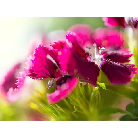 Glorious in Red V White Modern Wood Framed Art Print by Hunt, Gillian