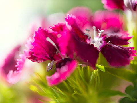 Glorious in Red V White Modern Wood Framed Art Print with Double Matting by Hunt, Gillian