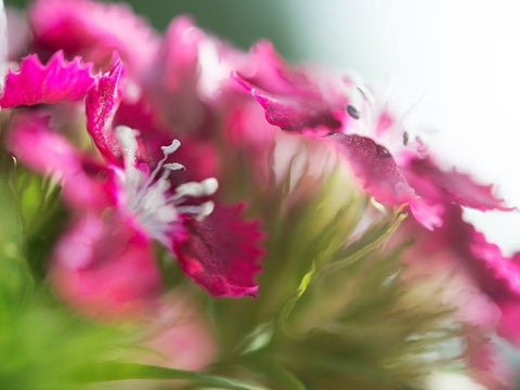 Glorious in Red VI Black Ornate Wood Framed Art Print with Double Matting by Hunt, Gillian