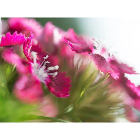 Glorious in Red VI White Modern Wood Framed Art Print by Hunt, Gillian