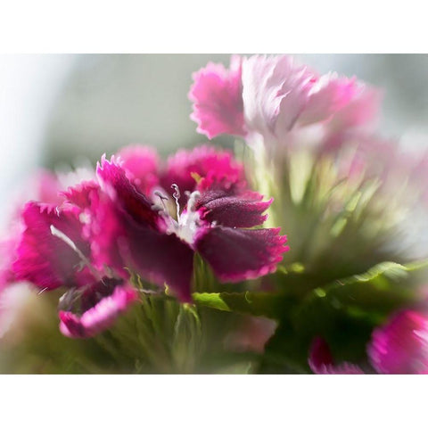 Glorious in Red VII White Modern Wood Framed Art Print by Hunt, Gillian