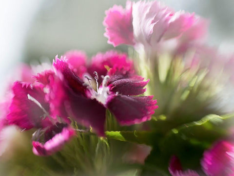 Glorious in Red VII White Modern Wood Framed Art Print with Double Matting by Hunt, Gillian