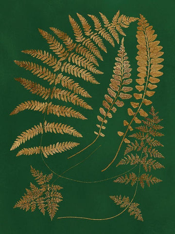 Gilded Ferns III Black Ornate Wood Framed Art Print with Double Matting by Vision Studio