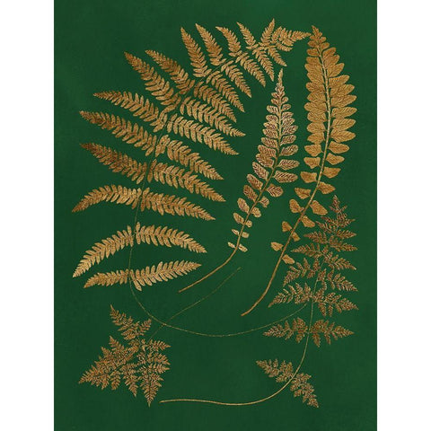 Gilded Ferns III Gold Ornate Wood Framed Art Print with Double Matting by Vision Studio