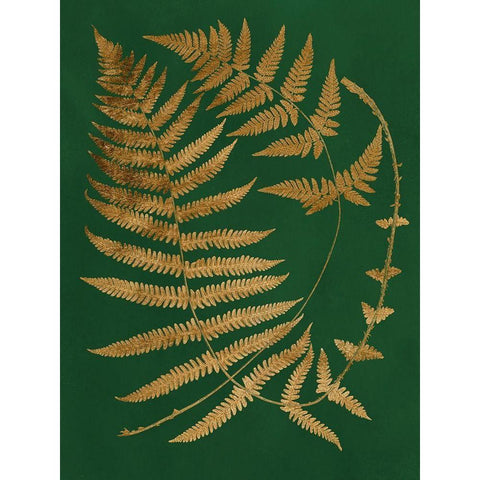 Gilded Ferns IV Gold Ornate Wood Framed Art Print with Double Matting by Vision Studio