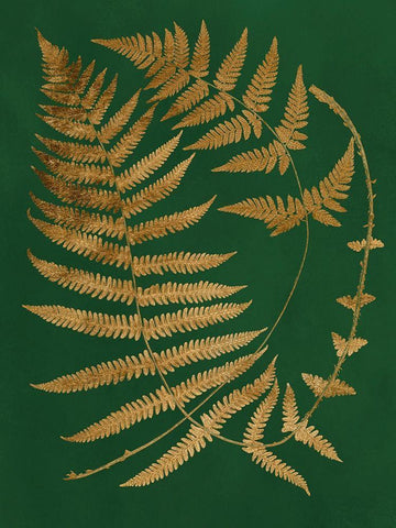 Gilded Ferns IV Black Ornate Wood Framed Art Print with Double Matting by Vision Studio