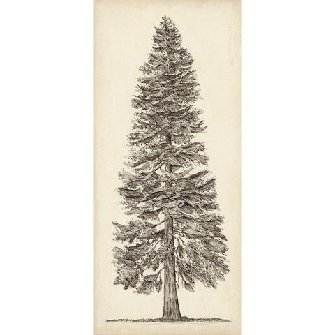 Pacific Northwest Tree Sketch I White Modern Wood Framed Art Print by Wang, Melissa