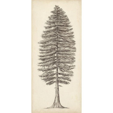 Pacific Northwest Tree Sketch II White Modern Wood Framed Art Print by Wang, Melissa