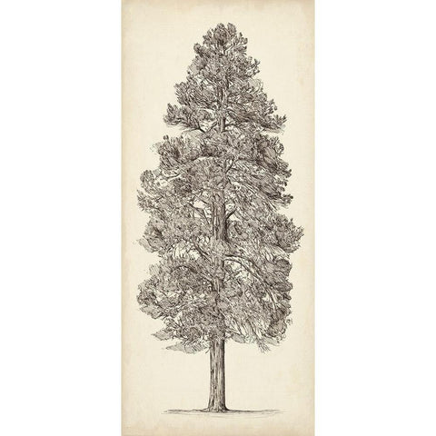 Pacific Northwest Tree Sketch III Black Modern Wood Framed Art Print with Double Matting by Wang, Melissa