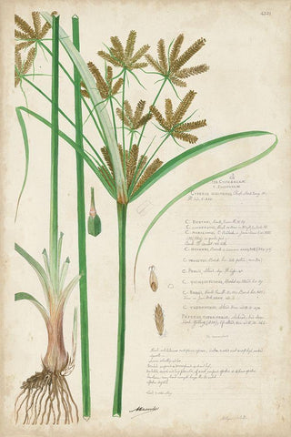 Descubes Botanical Grass I Black Ornate Wood Framed Art Print with Double Matting by Descubes, A.