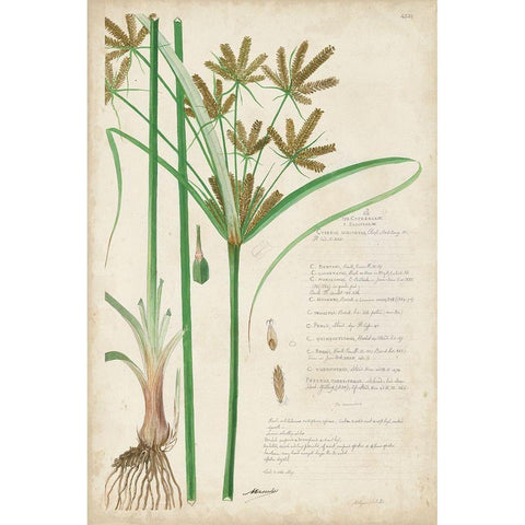Descubes Botanical Grass I Black Modern Wood Framed Art Print by Descubes, A.