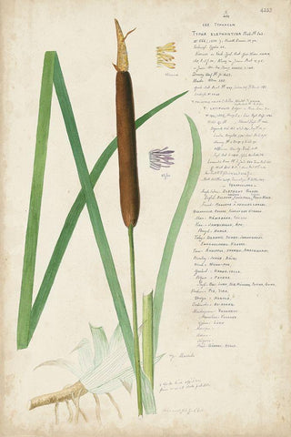 Descubes Botanical Grass II Black Ornate Wood Framed Art Print with Double Matting by Descubes, A.