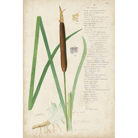 Descubes Botanical Grass II Black Modern Wood Framed Art Print by Descubes, A.