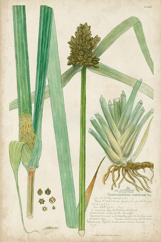 Descubes Botanical Grass III White Modern Wood Framed Art Print with Double Matting by Descubes, A.