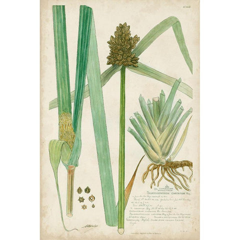Descubes Botanical Grass III Black Modern Wood Framed Art Print with Double Matting by Descubes, A.