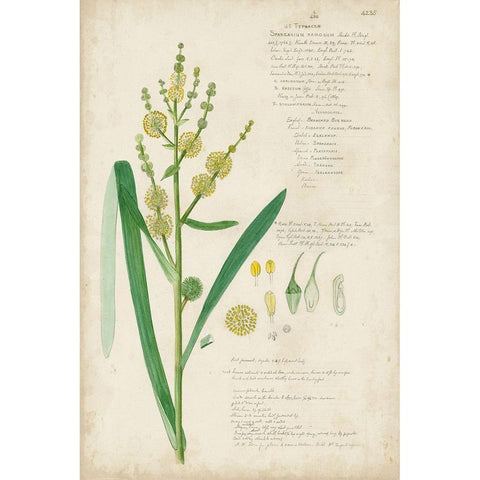 Descubes Botanical Grass IV Black Modern Wood Framed Art Print by Descubes, A.