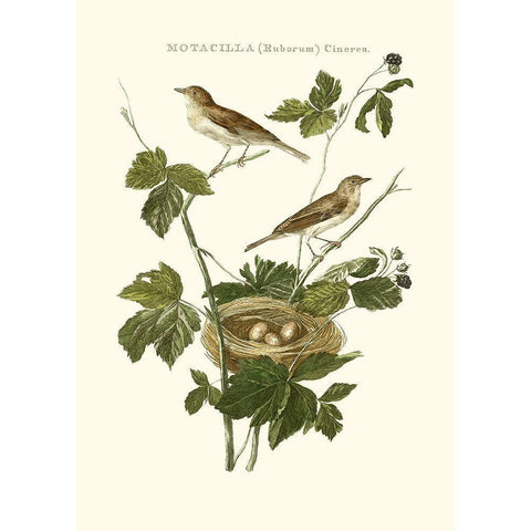 Nozeman White Throat Blackberry Black Modern Wood Framed Art Print with Double Matting by Nozeman