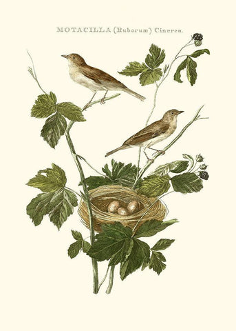 Nozeman White Throat Blackberry Black Ornate Wood Framed Art Print with Double Matting by Nozeman