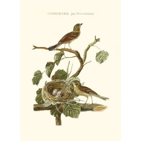 Nozeman Common Teal Nest Gold Ornate Wood Framed Art Print with Double Matting by Nozeman