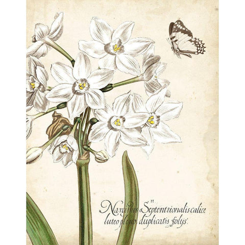 Narcissus Botanique I White Modern Wood Framed Art Print by Vision Studio