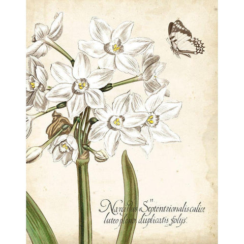 Narcissus Botanique I Black Modern Wood Framed Art Print by Vision Studio