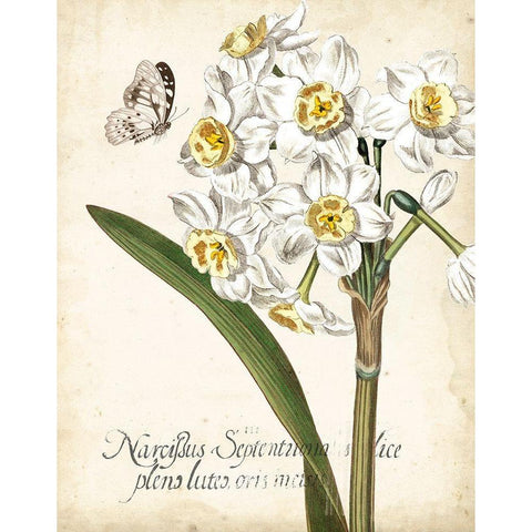 Narcissus Botanique II Black Modern Wood Framed Art Print with Double Matting by Vision Studio