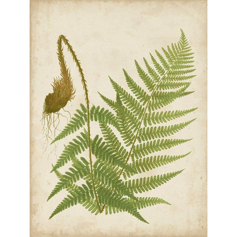 Fern Trio I Gold Ornate Wood Framed Art Print with Double Matting by Vision Studio