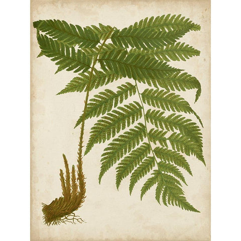 Fern Trio II Gold Ornate Wood Framed Art Print with Double Matting by Vision Studio