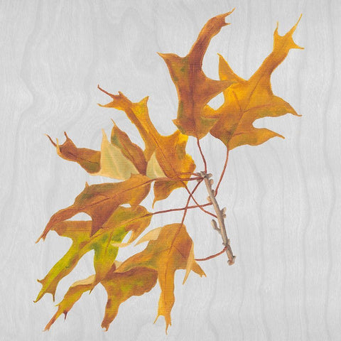 Autumn Leaves III White Modern Wood Framed Art Print with Double Matting by Miller, Dianne