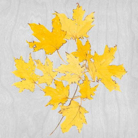 Autumn Leaves VII White Modern Wood Framed Art Print with Double Matting by Miller, Dianne