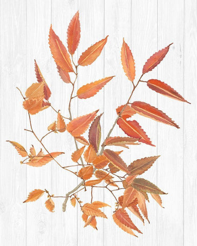 Sweet Foliage I White Modern Wood Framed Art Print with Double Matting by Miller, Dianne