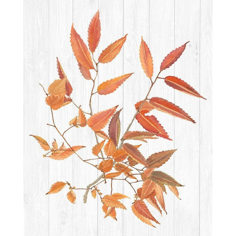Sweet Foliage I Black Modern Wood Framed Art Print with Double Matting by Miller, Dianne