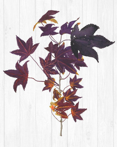 Sweet Foliage II Black Ornate Wood Framed Art Print with Double Matting by Miller, Dianne