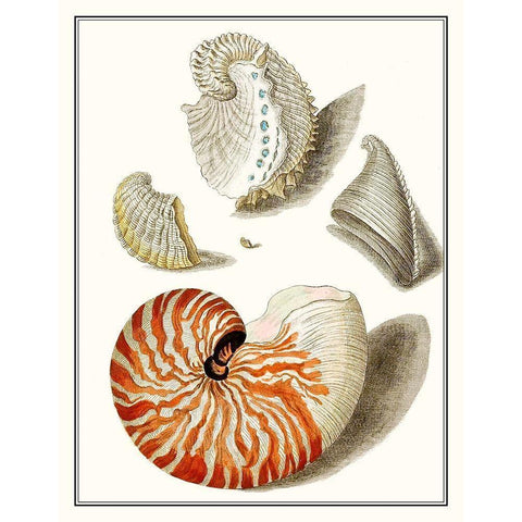 Collected Shells I Gold Ornate Wood Framed Art Print with Double Matting by Vision Studio