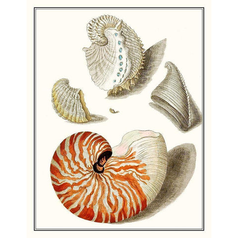 Collected Shells I White Modern Wood Framed Art Print by Vision Studio