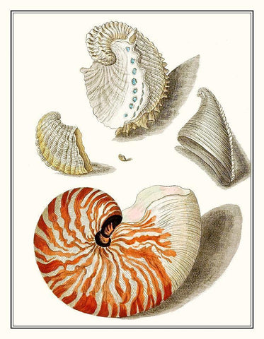 Collected Shells I Black Ornate Wood Framed Art Print with Double Matting by Vision Studio