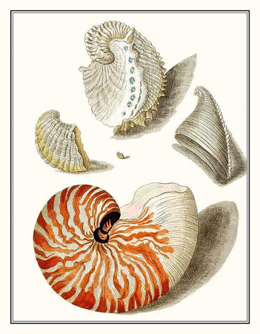 Collected Shells I White Modern Wood Framed Art Print with Double Matting by Vision Studio