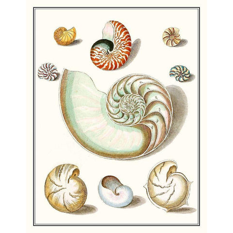 Collected Shells II Black Modern Wood Framed Art Print with Double Matting by Vision Studio