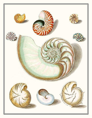 Collected Shells II White Modern Wood Framed Art Print with Double Matting by Vision Studio