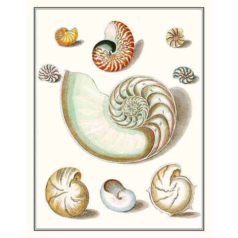 Collected Shells II White Modern Wood Framed Art Print by Vision Studio