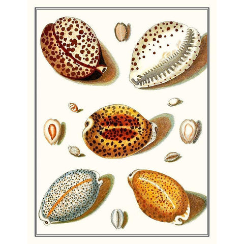 Collected Shells III Black Modern Wood Framed Art Print with Double Matting by Vision Studio